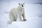 Polar Bear on Sea Ice, Arctic Ocean