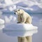 polar bear sitting on lonely piece of ice