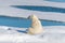 Polar bear sitting on the pack ice north of Spitsbergen Island