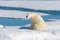 Polar bear sitting on the pack ice north of Spitsbergen Island