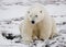 Polar bear sitting in the snow on the tundra. Canada. Churchill National Park.