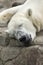 Polar Bear Sleeping