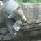 Polar bear sleeping on a ledge