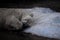 Polar bear sleeps on the last piece of ice