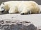 Polar bear snoozing on rocks