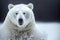 Polar bear snout in snow on blurry background