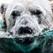 Polar bear snout in the water