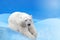 Polar bear on the snow background collage