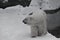 A polar bear on a snow is a powerful northern animal