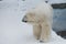 A polar bear on a snow is a powerful northern animal