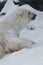 A polar bear on a snow is a powerful northern animal