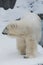 A polar bear on a snow is a powerful northern animal