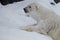 A polar bear on a snow is a powerful northern animal