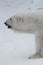 A polar bear on a snow is a powerful northern animal