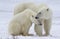 Polar bear sow and cub