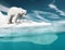 Polar Bear stands on an ice surface