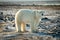 Polar bear stands on snowy tundra staring ahead