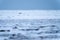 Polar bear stands on tundra raising head