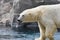 Polar Bear Sticking Out Tongue
