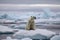 Polar Bear Stranded On Melting Iceberg. Generative AI