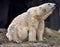 Polar Bear Stretching