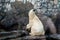 Polar bear stretching its neck and rubbing belly