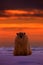 Polar bear sunset in the Arctic. Bear on the drifting ice with snow, with evening orange sun, Svalbard, Norway. Beautiful red sky