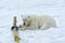 Polar bear, Svalbard Archipelago, Norway