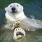 Polar bear swimming