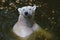 Polar bear swimming in the dark water