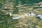 Polar bear swimming on its back in water. White fur of the large predator. Mammal