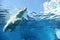 Polar bear swimming underwater blue