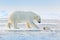 Polar bear swimming in water. Two bears playing on drifting ice with snow. White animals in the nature habitat, Alaska, Canada.