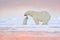 Polar bear swimming in water. Two bears playing on drifting ice with snow. White animals in the nature habitat, Alaska, Canada.