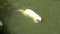 Polar bear swimming in water Ursus maritimus