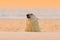 Polar bear swimming in water. White animals in the nature habitat, Svalbard, Norway. Evening sunset, Arctic wildlife. Funny nature