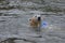 A polar bear swims in a frozen lake
