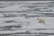 A polar bear swims and plays between ice floes in the Arctic waters