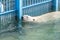 Polar bear swims in pool at aviary zoo. Endangered wildlife