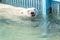 Polar bear swims in pool at aviary zoo. Endangered wildlife