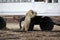 Polar bear on the tundra of Hudson Bay