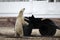 Polar bear on the tundra of Hudson Bay, Manitoba, Canada