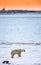 A polar bear on the tundra at sunset, and the outlines of the city. Canada.