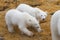 Polar bear twin cubs