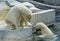 Polar bear. The two grown-up cubs.