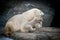 Polar bear with two little babies