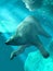 Polar Bear Under Water