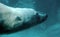 Polar bear under water