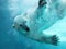 Polar bear underwater attack