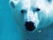 Polar bear underwater with plant close-up